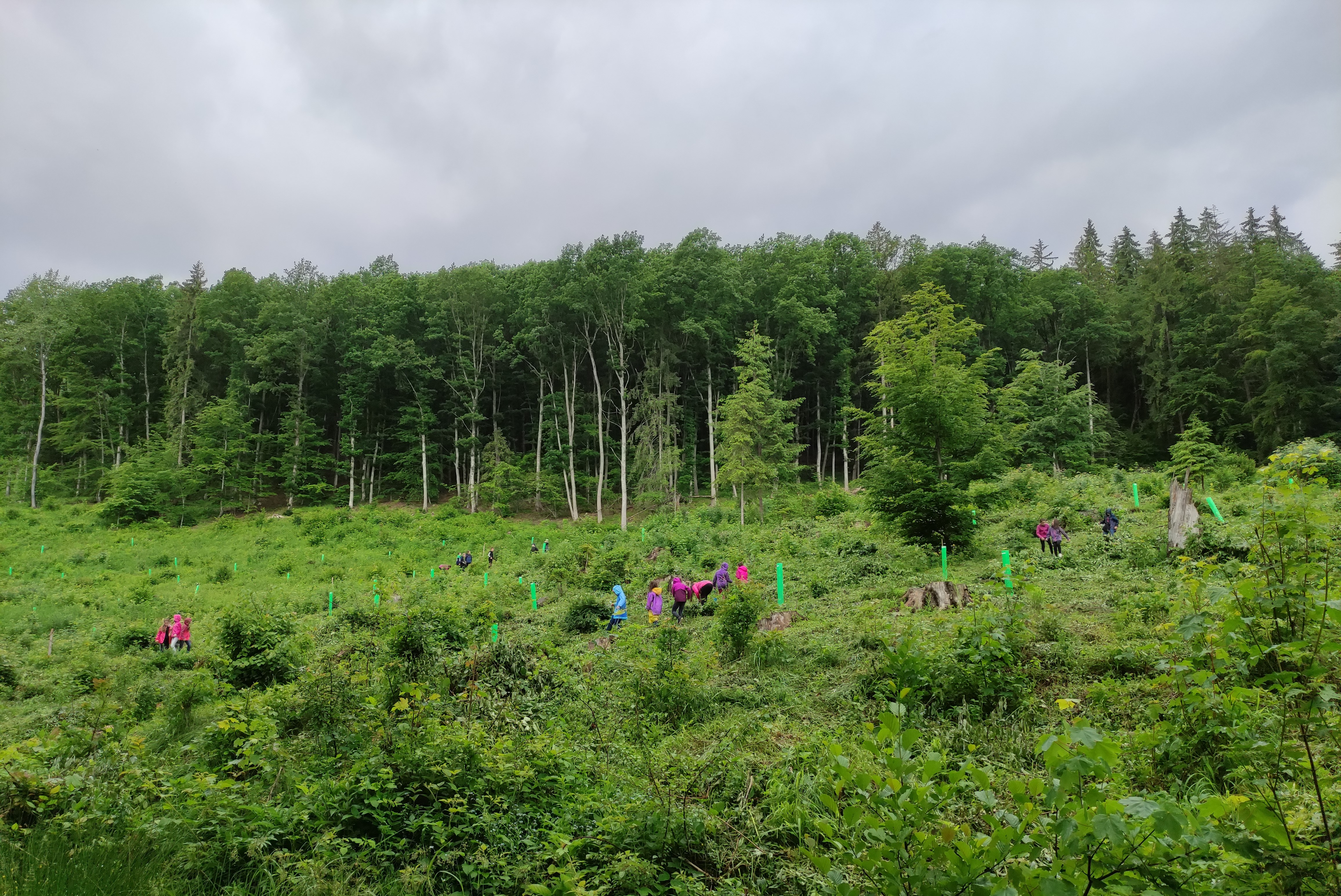 Amprenta Verde în școlile primare